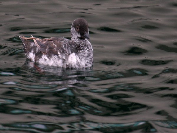 Pigeon Guillemot